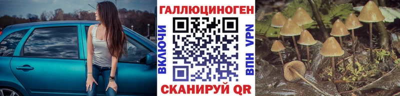 Купить где  Голицыно  Галлюциногенные грибы Psilocybine cubensis 